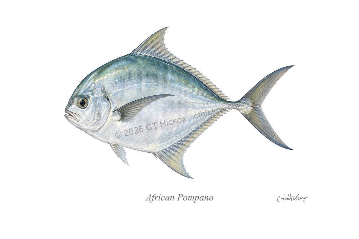 Watermarked CT Hickox African Pompano natural-history art print