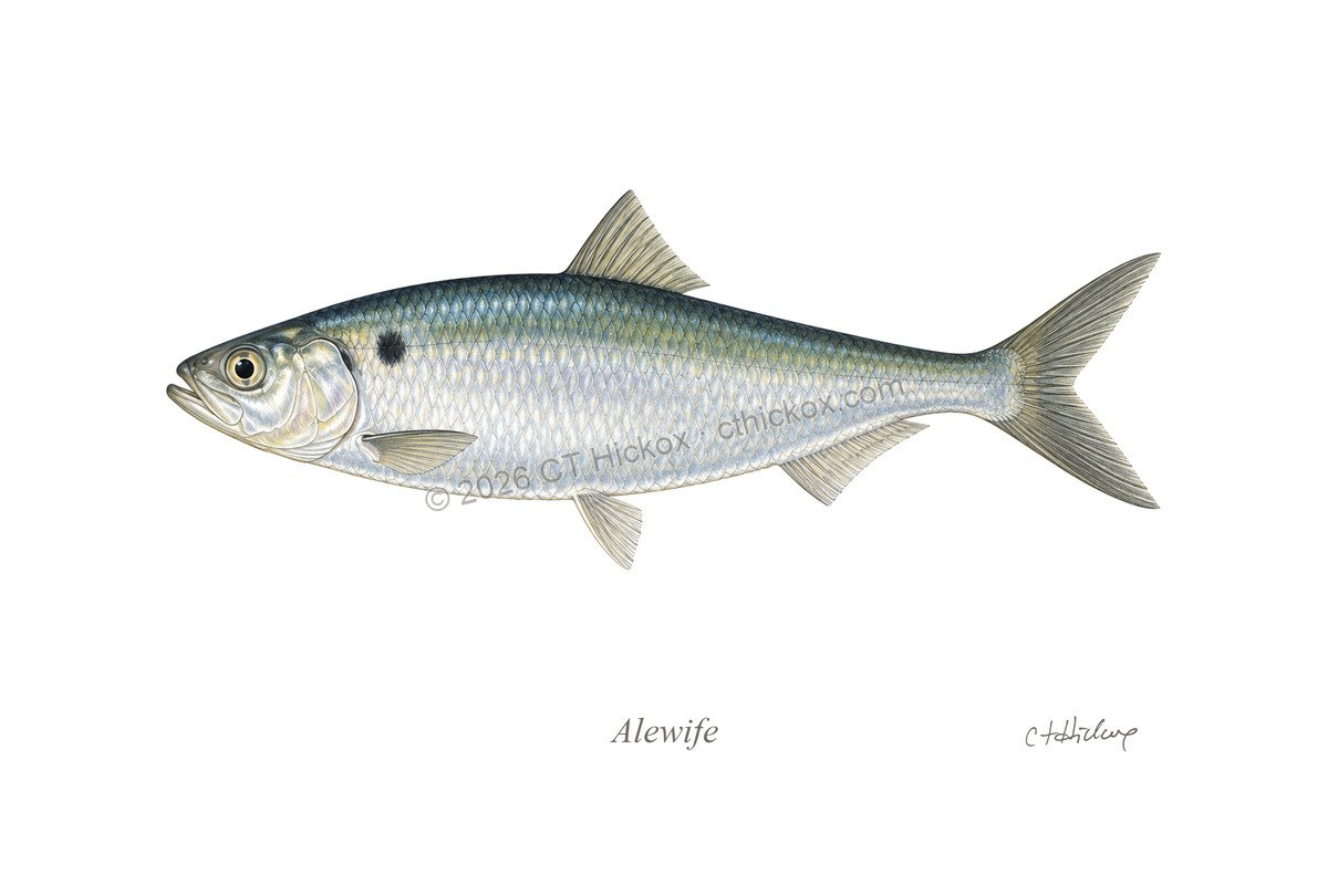 Watermarked CT Hickox Alewife natural-history art print