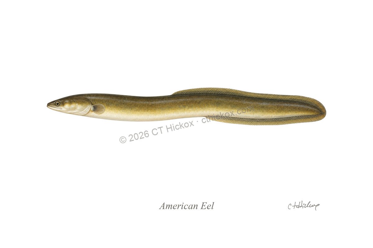 Watermarked CT Hickox American Eel natural-history art print