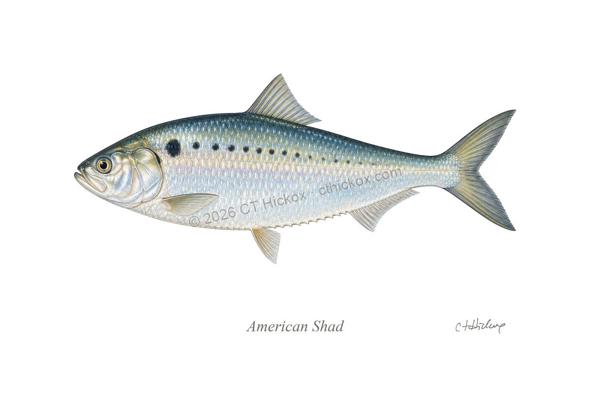 Watermarked CT Hickox American Shad natural-history art print