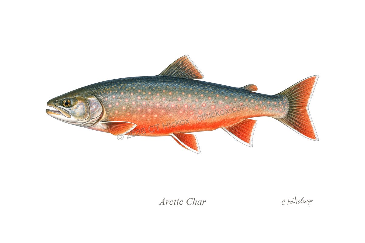 Watermarked CT Hickox Arctic Char natural-history art print