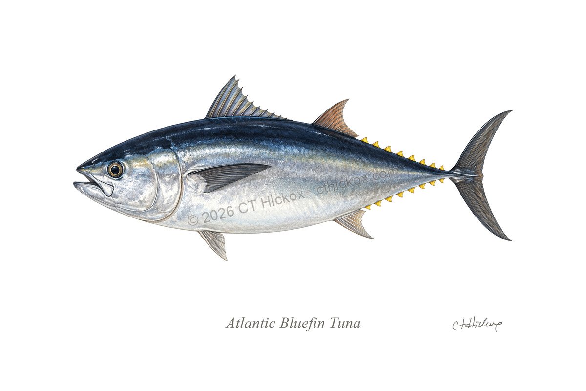 Watermarked CT Hickox Atlantic Bluefin Tuna natural-history art print