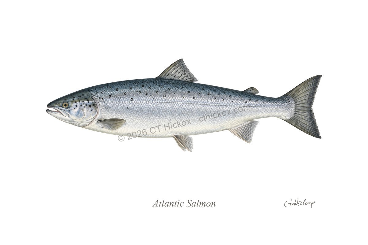 Watermarked CT Hickox Atlantic Salmon natural-history art print