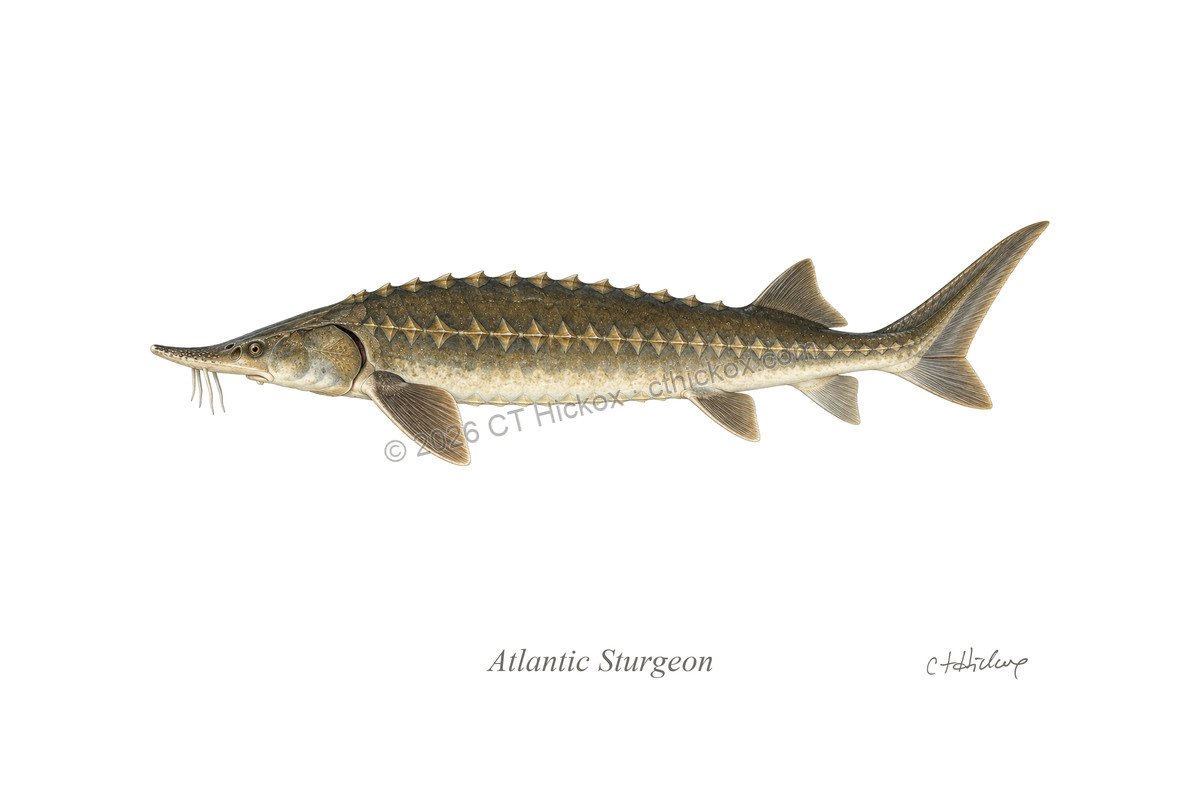 Watermarked CT Hickox Atlantic Sturgeon natural-history art print
