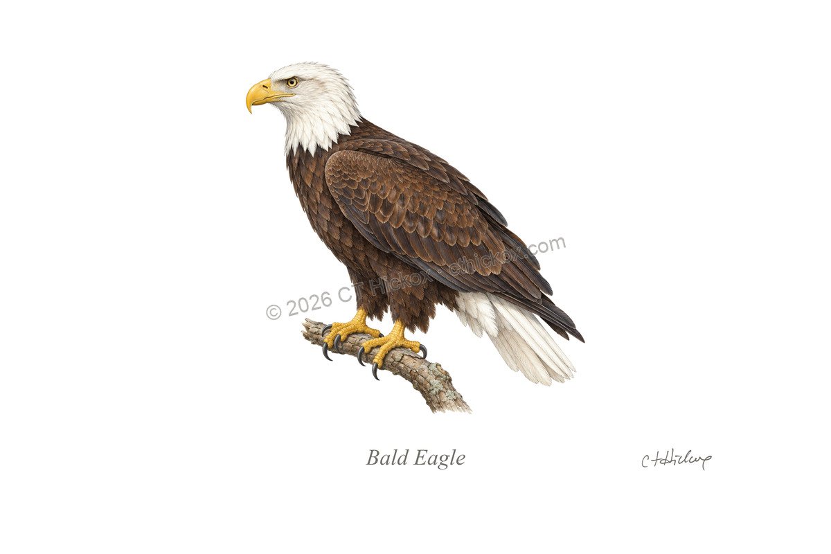 Watermarked CT Hickox Bald Eagle natural-history art print