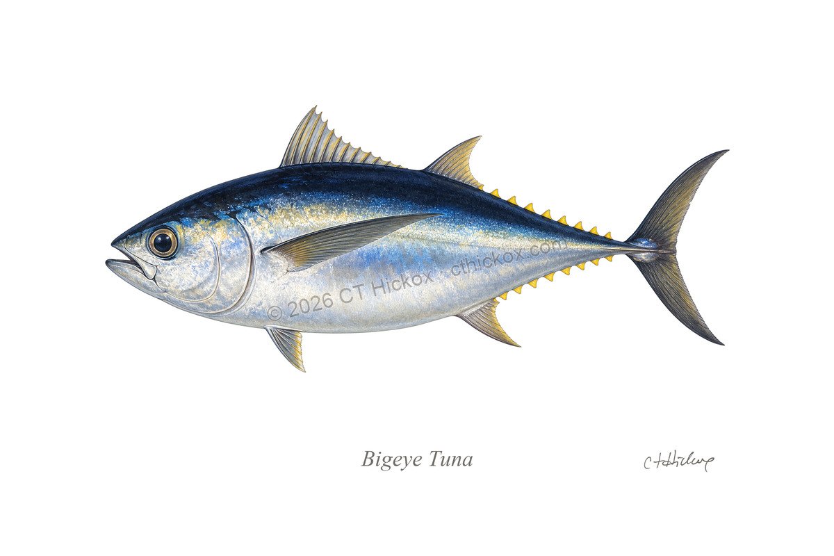 Watermarked CT Hickox Bigeye Tuna natural-history art print