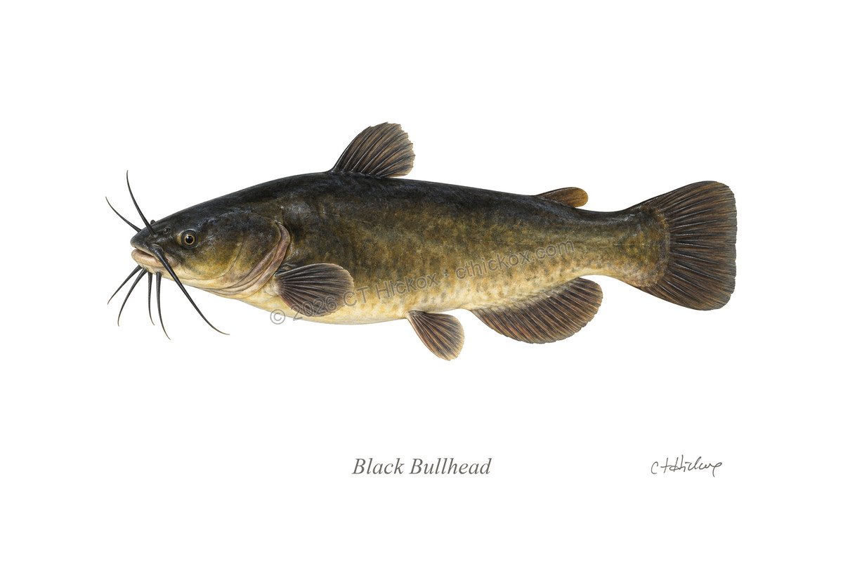 Watermarked CT Hickox Black Bullhead natural-history art print