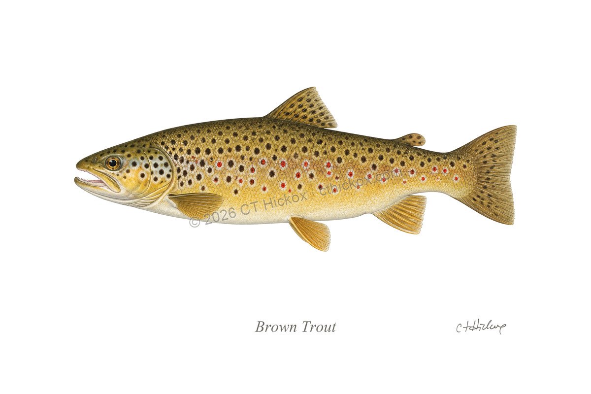 Watermarked CT Hickox Brown Trout natural-history art print