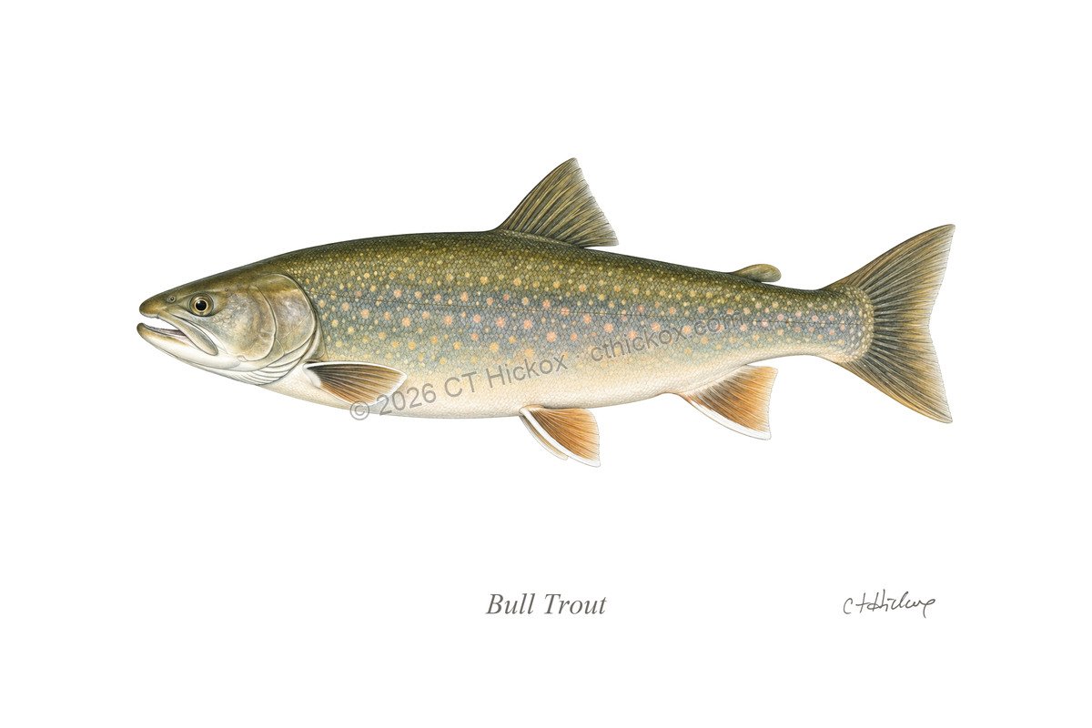 Watermarked CT Hickox Bull Trout natural-history art print