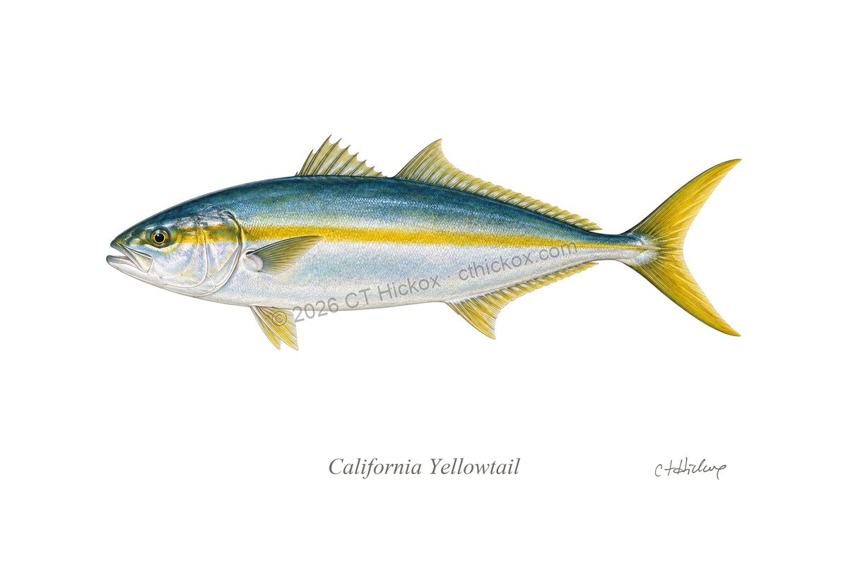 Watermarked CT Hickox California Yellowtail natural-history art print