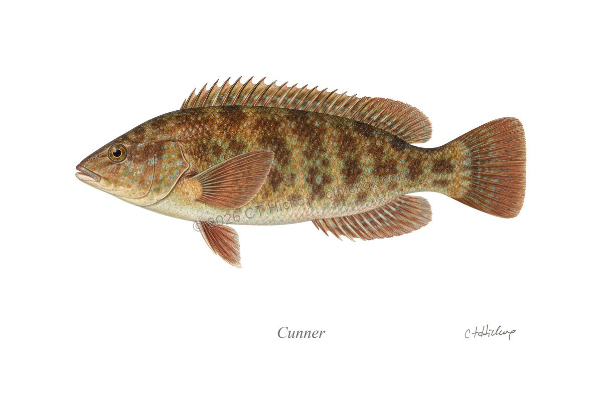 Watermarked CT Hickox Cunner natural-history art print
