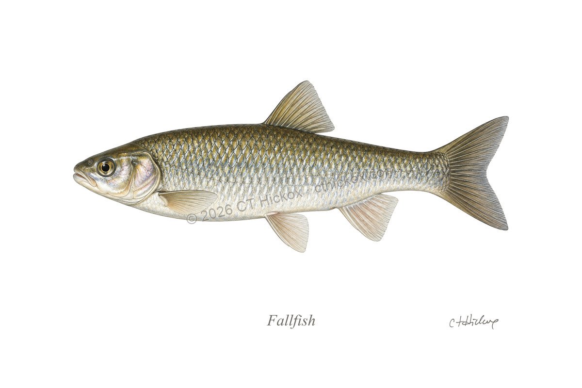 Watermarked CT Hickox Fallfish natural-history art print