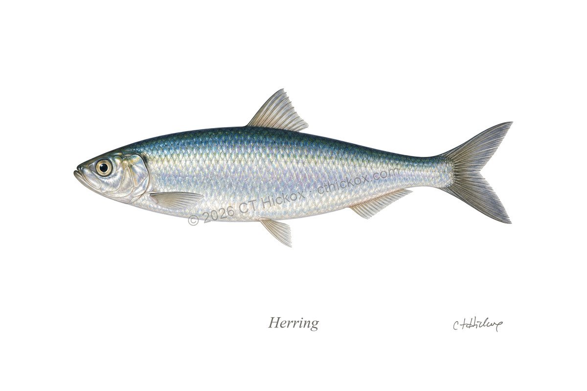 Watermarked CT Hickox Herring natural-history art print
