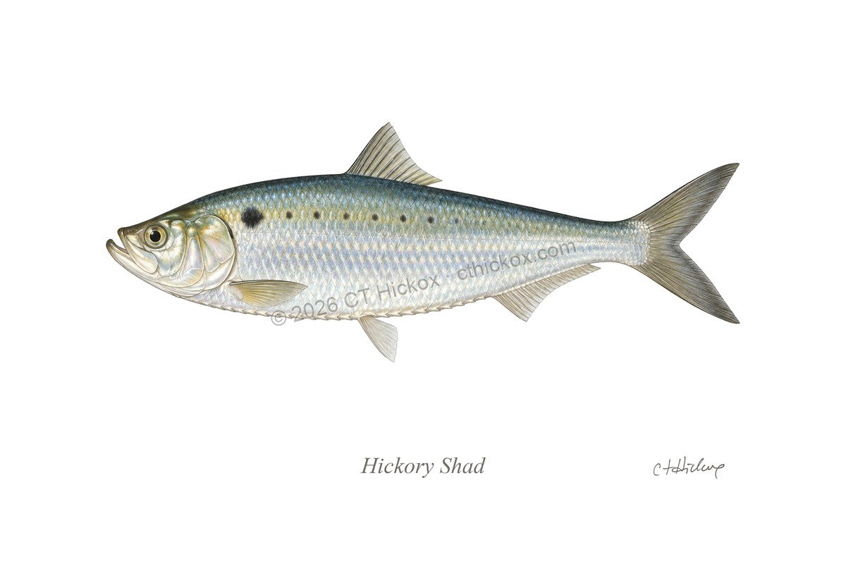Watermarked CT Hickox Hickory Shad natural-history art print