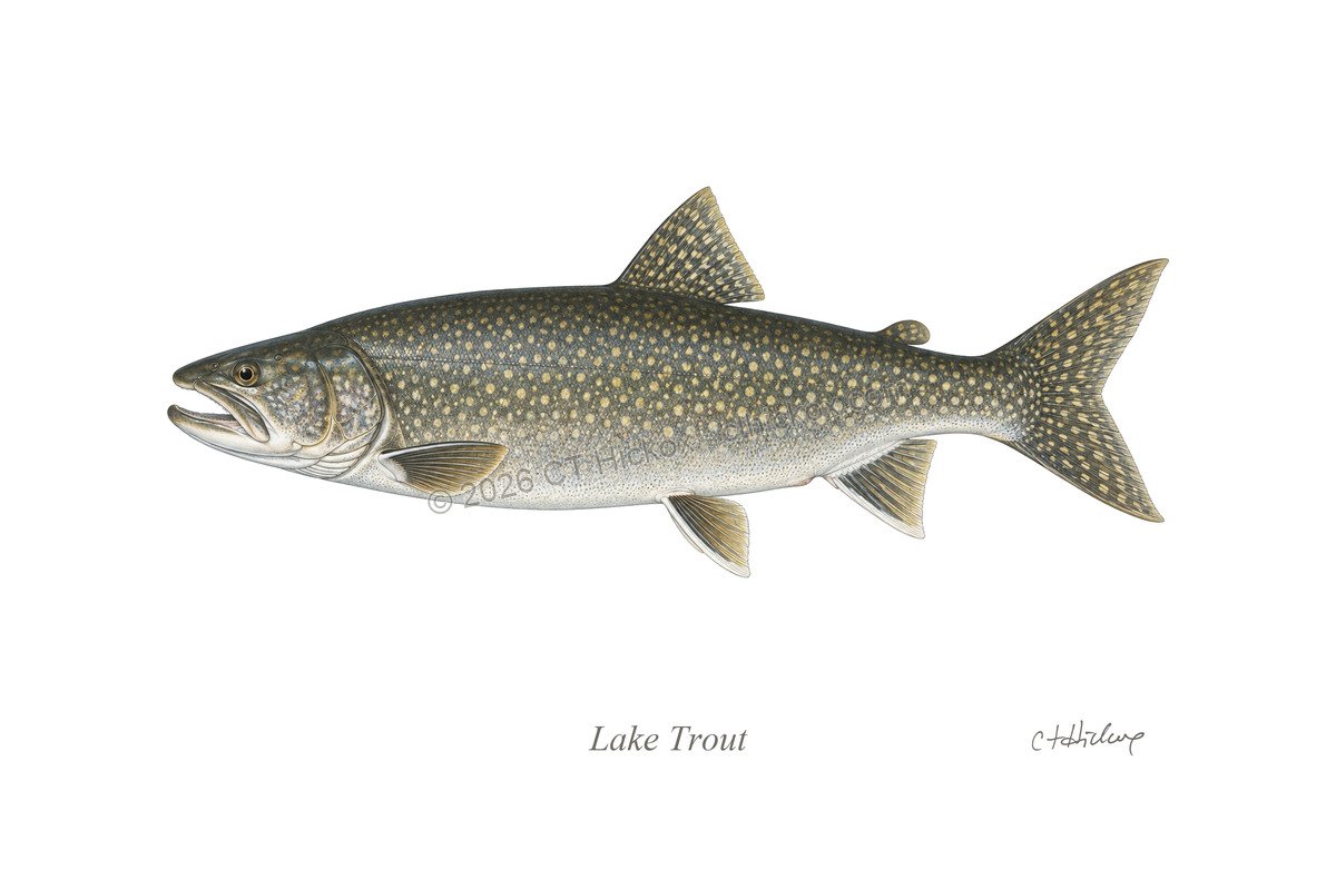Watermarked CT Hickox Lake Trout natural-history art print