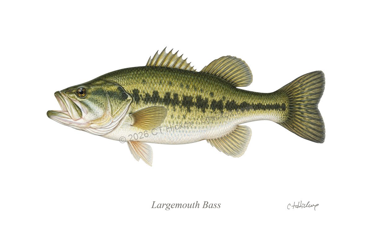 Watermarked CT Hickox Largemouth Bass natural-history art print
