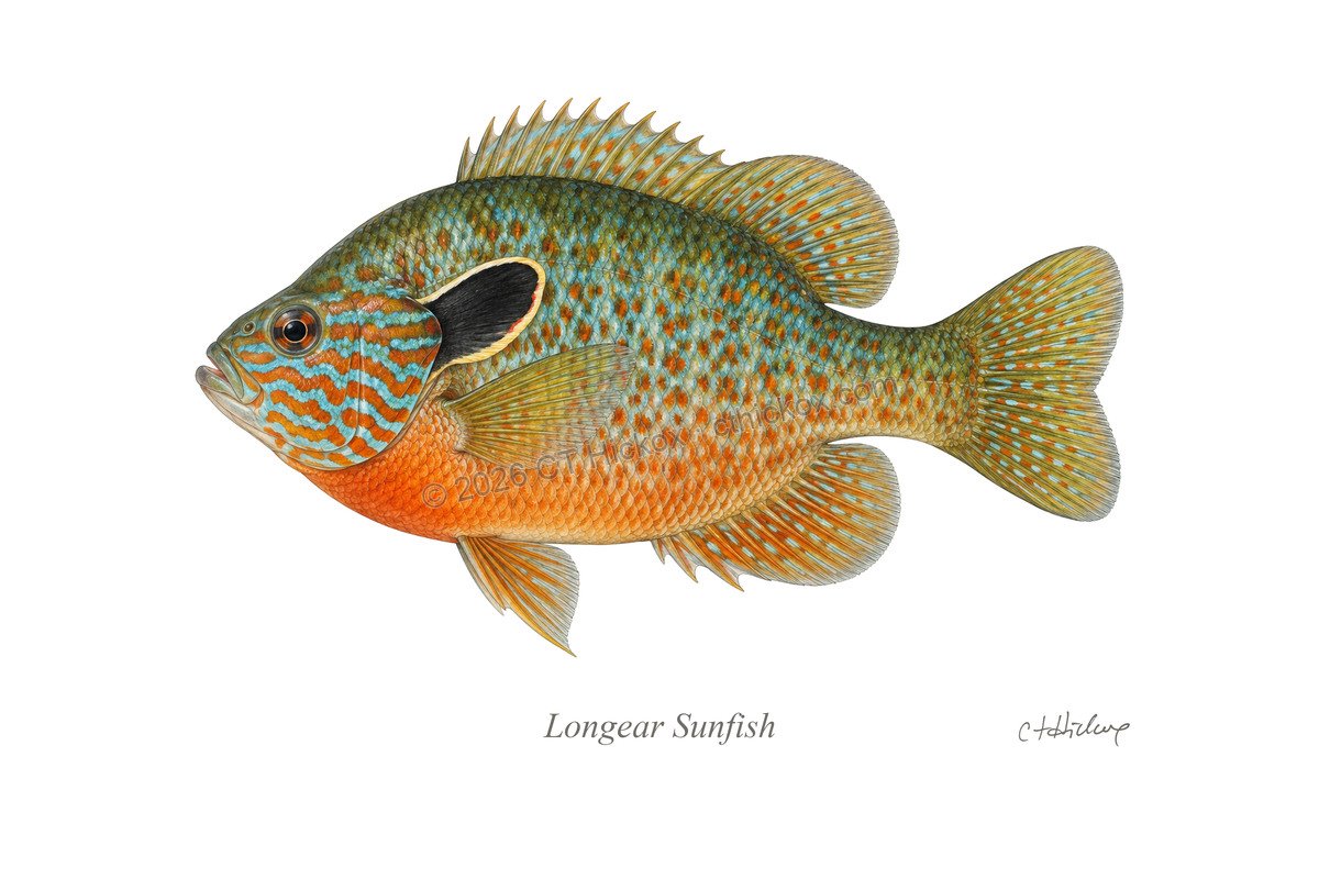 Watermarked CT Hickox Longear Sunfish natural-history art print