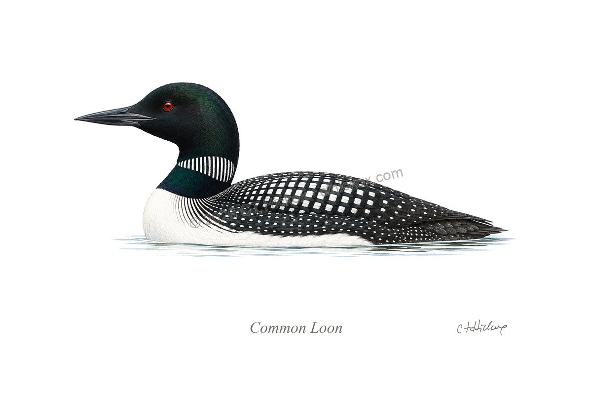 Watermarked CT Hickox Common Loon natural-history art print