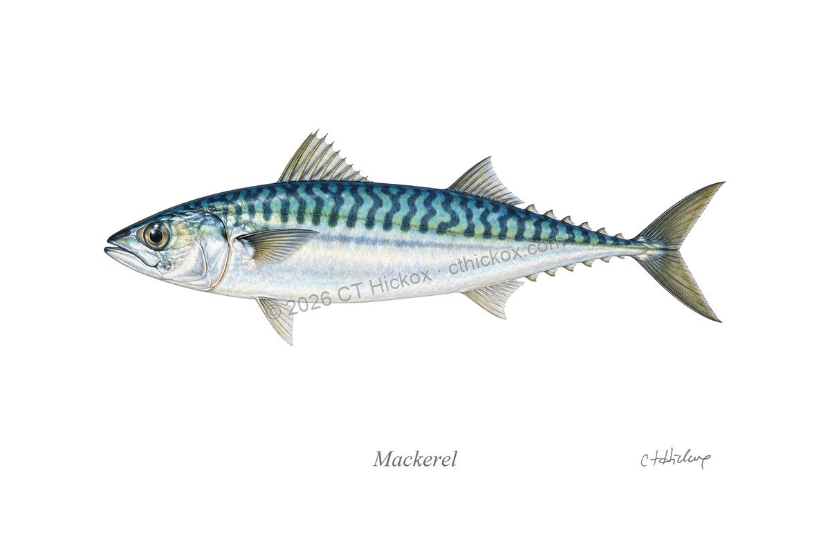 Watermarked CT Hickox Mackerel natural-history art print