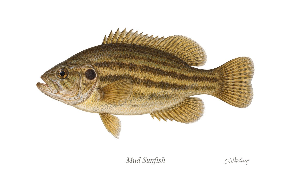 Watermarked CT Hickox Mud Sunfish natural-history art print