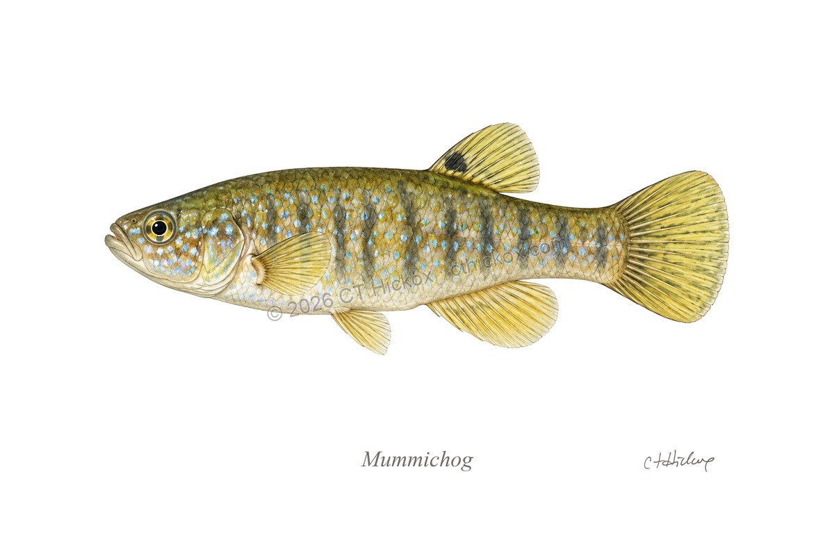Watermarked CT Hickox Mummichog natural-history art print