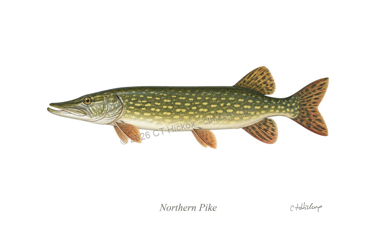 Watermarked CT Hickox Northern Pike natural-history art print