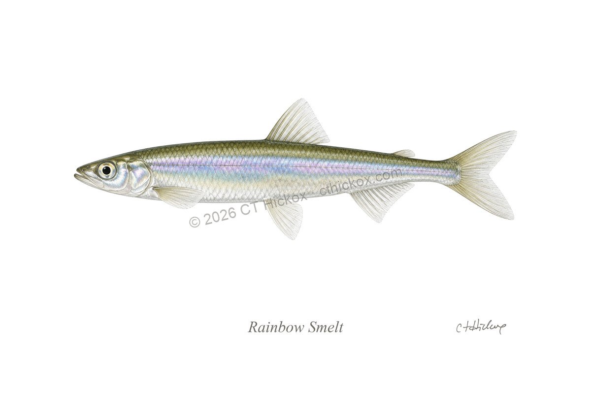 Watermarked CT Hickox Rainbow Smelt natural-history art print