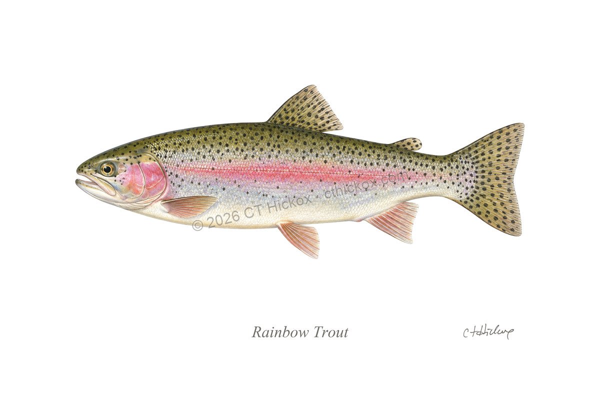 Watermarked CT Hickox Rainbow Trout natural-history art print