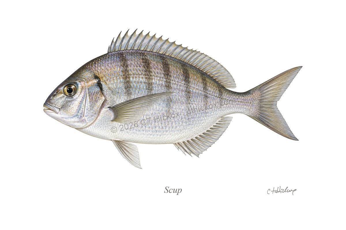 Watermarked CT Hickox Scup natural-history art print