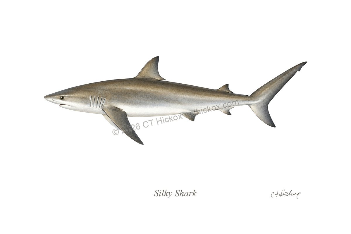 Watermarked CT Hickox Silky Shark natural-history art print
