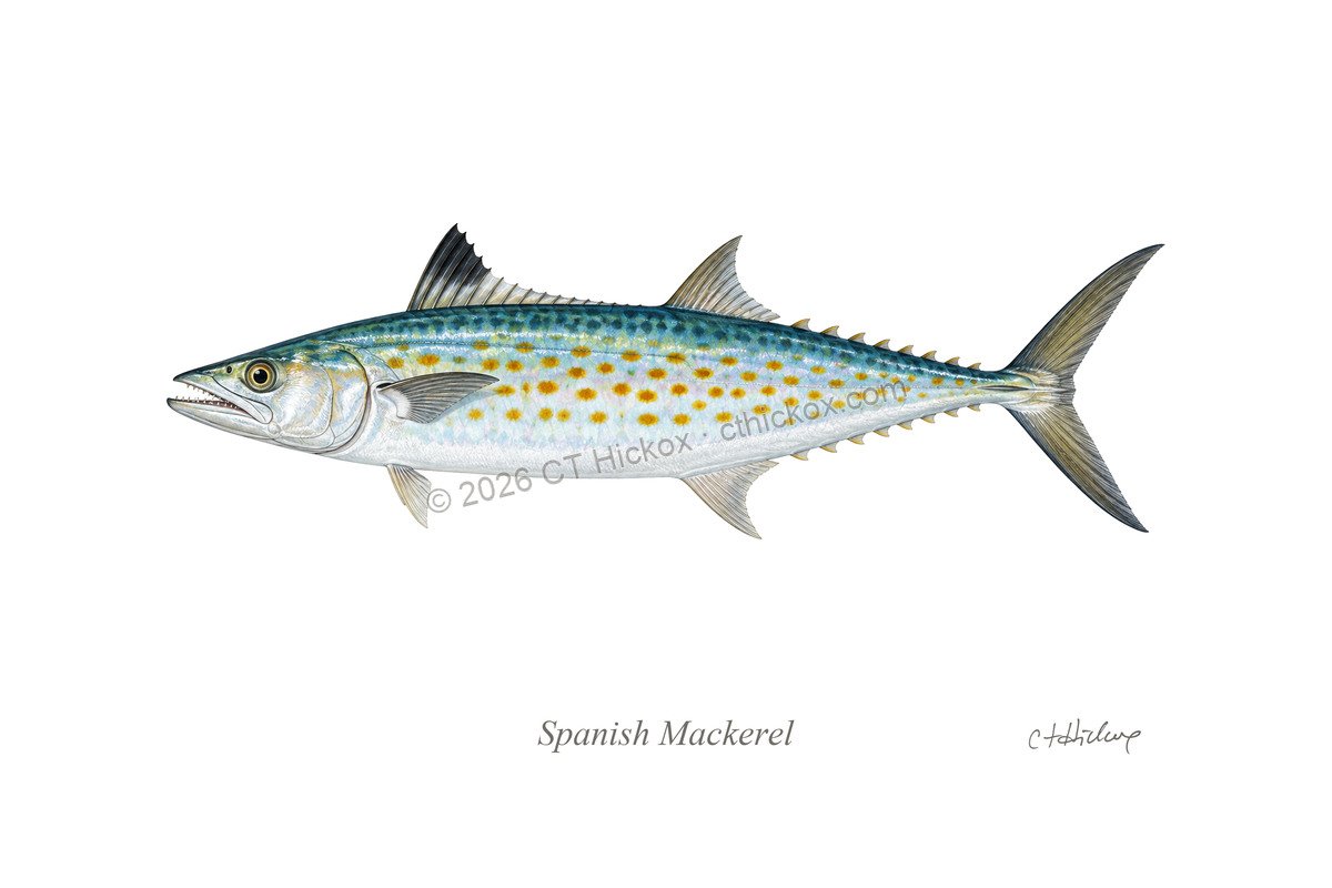 Watermarked CT Hickox Spanish Mackerel natural-history art print