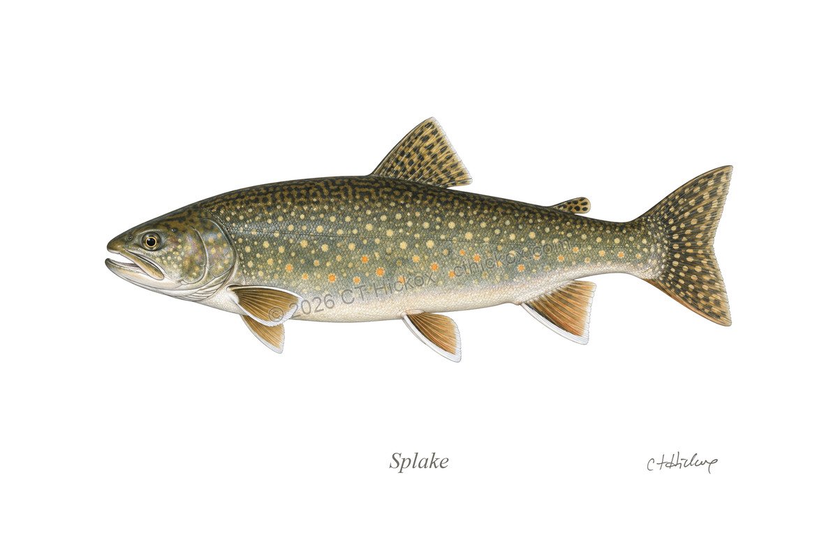 Watermarked CT Hickox Splake natural-history art print