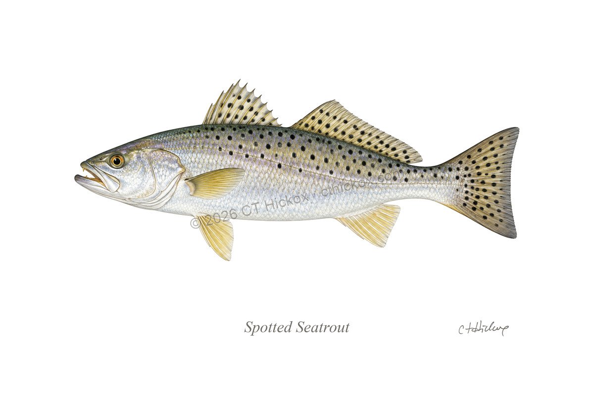 Watermarked CT Hickox Spotted Seatrout natural-history art print