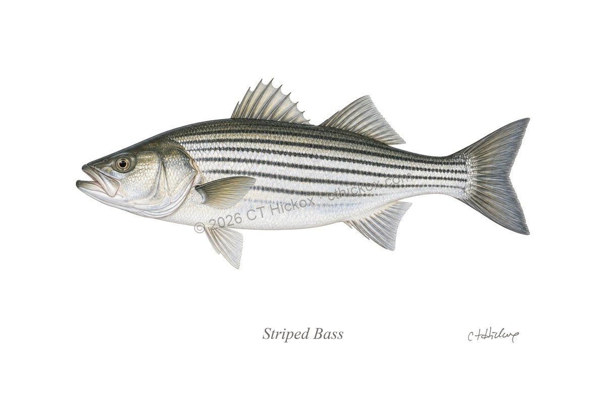 Watermarked CT Hickox Striped Bass natural-history art print