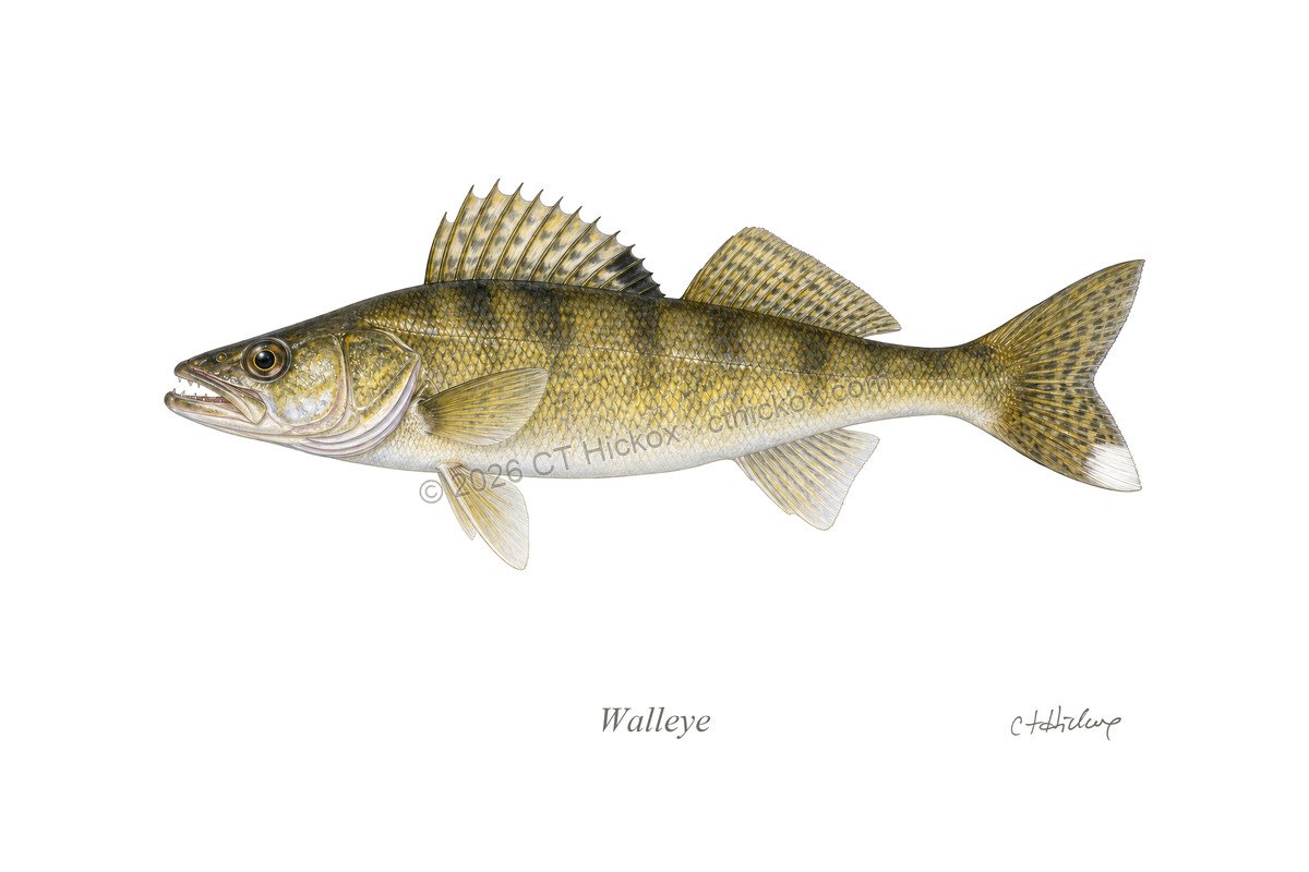 Watermarked CT Hickox Walleye natural-history art print