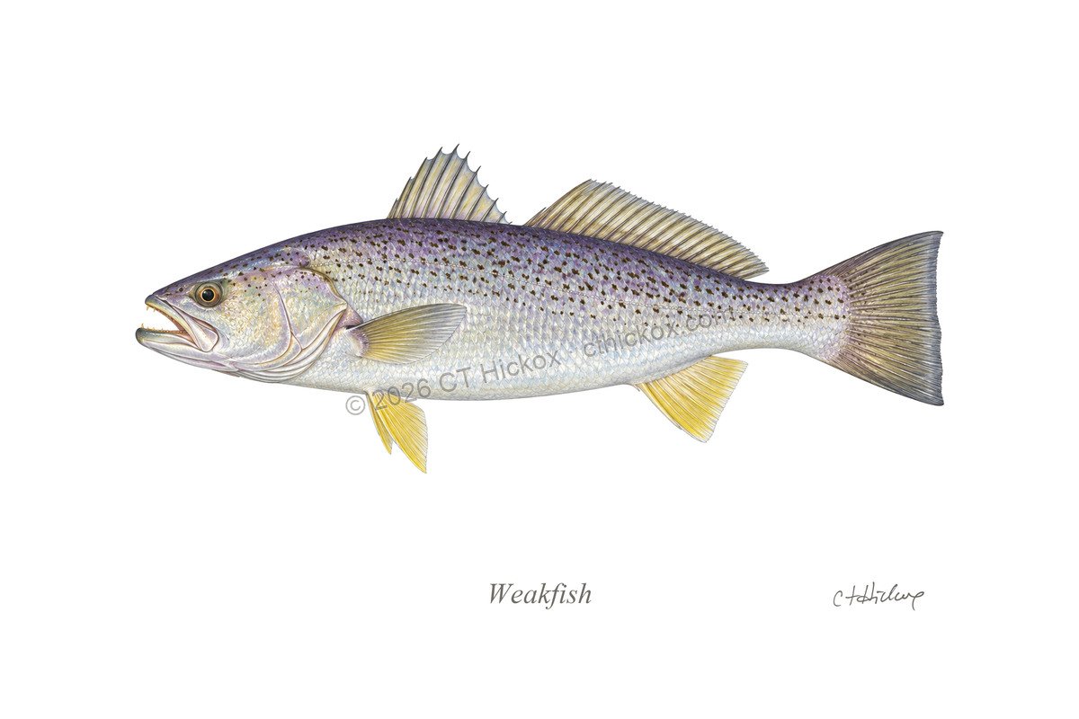 Watermarked CT Hickox Weakfish natural-history art print