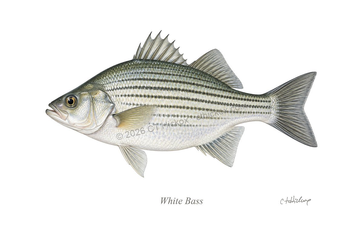 Watermarked CT Hickox White Bass natural-history art print