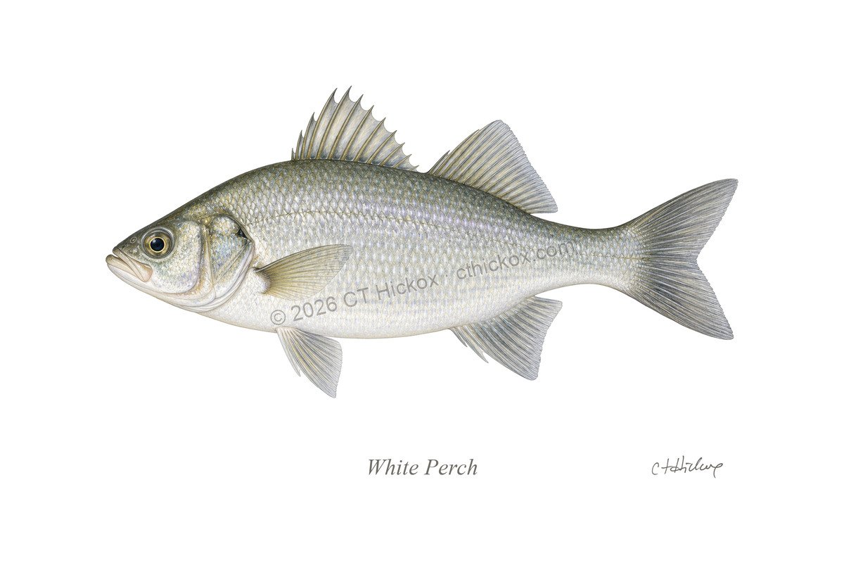 Watermarked CT Hickox White Perch natural-history art print