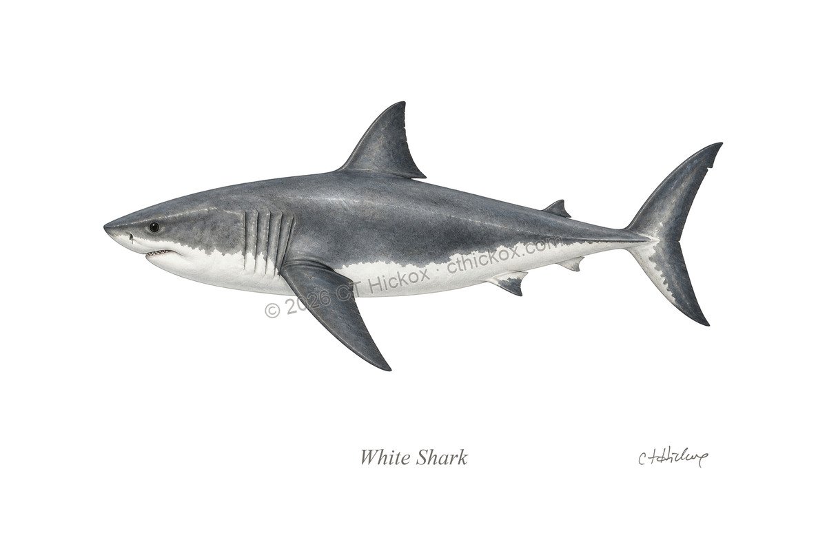 Watermarked CT Hickox White Shark natural-history art print