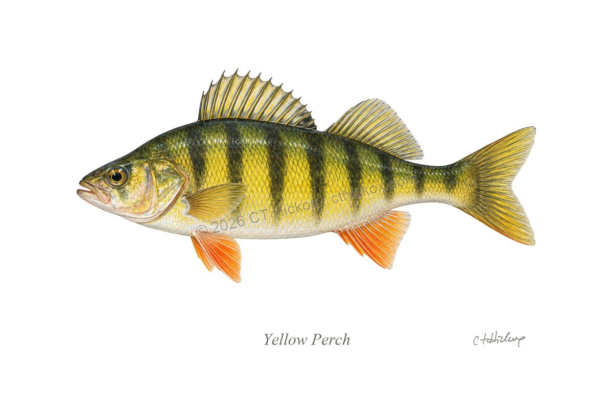 Watermarked CT Hickox Yellow Perch natural-history art print